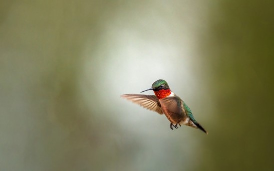A Hummingbird Flying