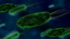 Shigella Outbreak in San Diego: Update on the Intestinal Infection Shows Increased Numbers With No Known Source Until Now