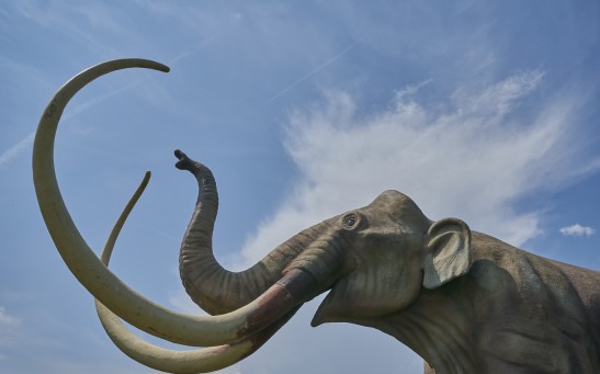 Remains of Mammoths Uncovered at a Site Where Cave-Dwellers Dined 215,000 Years Ago