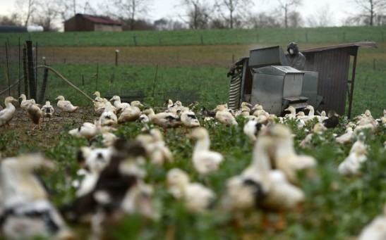 FRANCE-AGRICULTURE-LIVESTOCK-ANIMALS-VIRUS-HEALTH