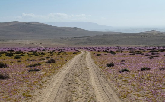 CHILE-DESERT-ATACAMA-BLOOMING