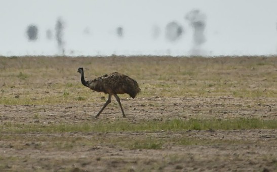 AUSTRALIA-WEATHER-DROUGHT-FARMING