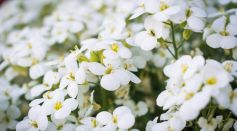 Nature-summer-garden-plant