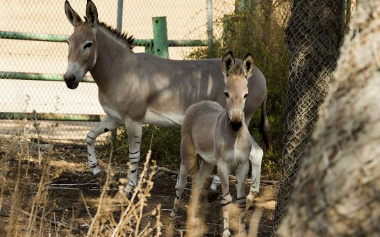 Science Times - Kunga as Human-Engineered Hybrid: The First-Identified Case of Animal Breeding from Two Different Species