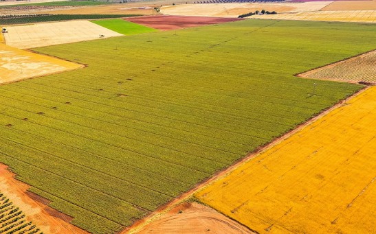 Pharmactive aged black garlic fields