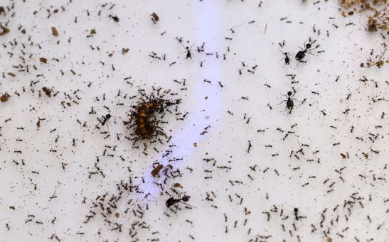 Using Physics, Researchers Reveal How Fire Ant Rafts Can Help Design Robots that Work Together to Fix Damaged Spots