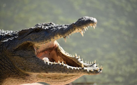 Deadly Crocodile Attacks More Frequent Than Shark Attacks: Recent Cases Reported in Namibia, Indonesia While Victims are Bathing