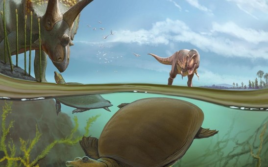 Hutchemys walkerorum