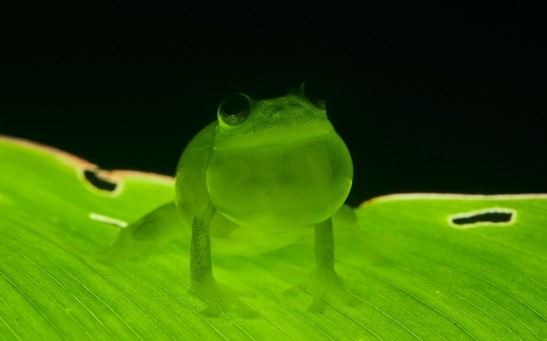 Two New Species of Endangered Glass Frogs With See-Through Bodies Discovered in Active Mining Sites in Ecuador