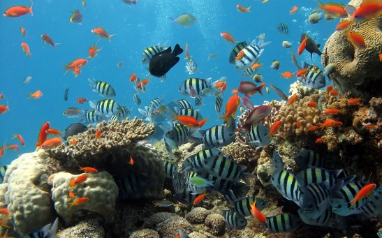 Fish Communities in the Great Barrier Reef is Losing Their Color Due to Coral Reefs Decline, Study Reveals