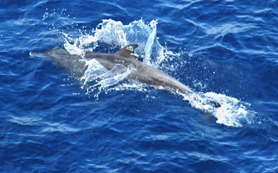 Rescued dolphin