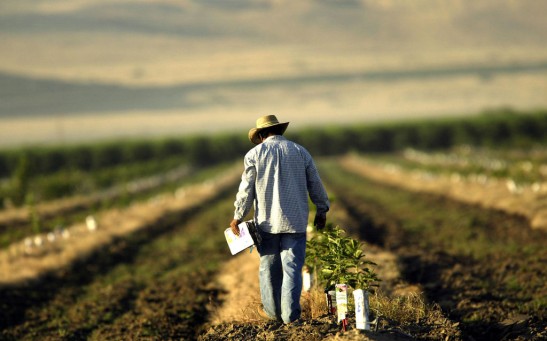 Bread and Oil: California's Central Valley