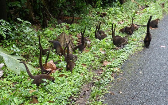 Are These Baby Dinosaurs? Here's How This Viral Video Was Made That Left Views Confused