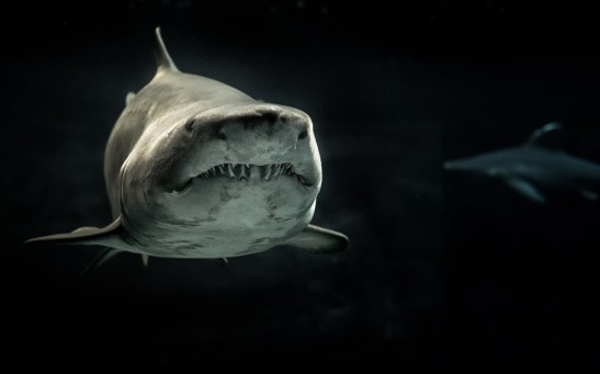 Non-Aggressive Great White Sharks Documented for the First Time Through a Unique Underwater Submarine