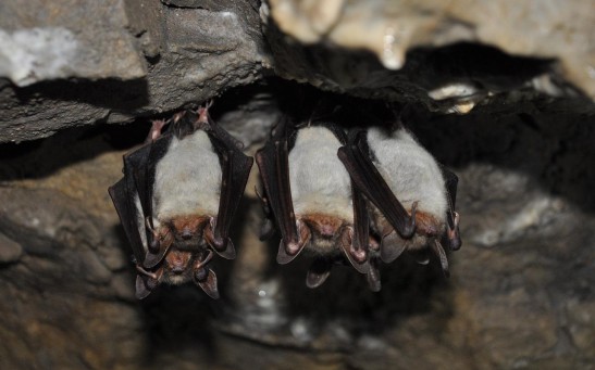Zoonotic Virus Related to Ebola Detected in Bats in Hungary: Should People Be Worried of A New Pandemic?