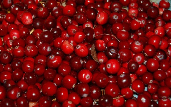 Eating 100g of Cranberries A Day Ward Off Dementia and Improves Cognitive Function, Study Reveals