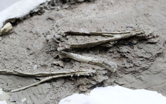 CHINA-SCIENCE-PALAEONTOLOGY-BRAZIL-US-ANIMAL