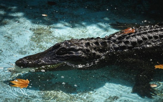Alligator in Swimming Pool