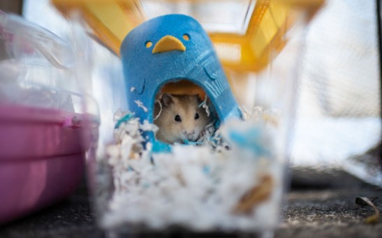 HK Plans To Cull Hamsters For Covid Prevention