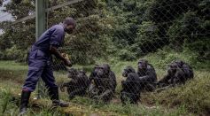 DRCONGO-ENVIRONMENT