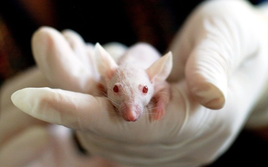 New Process of Changing the Colors of Mouse's Tissue in Imaging Gives Better Visual of Its Internal Physiology