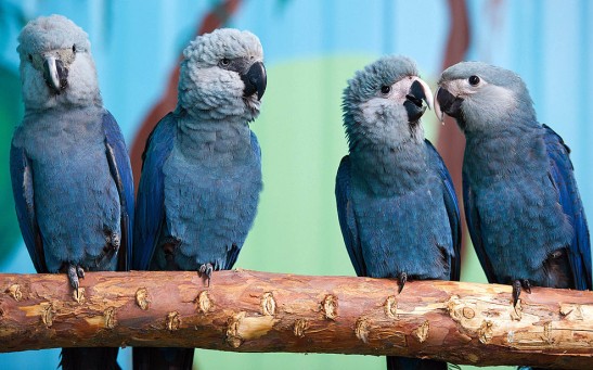 Spix's macaws
