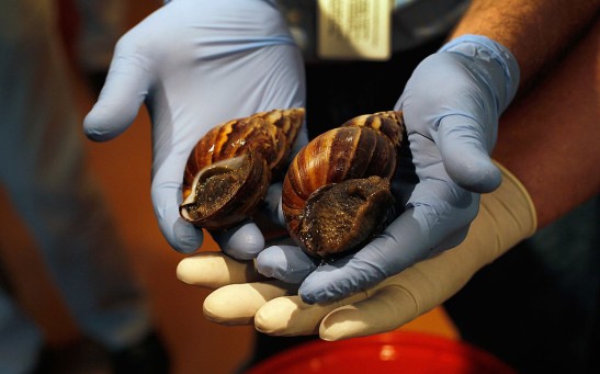 Dep't Of Agriculture Warns Of Arrival Of Giant African Land Snails In U.S.