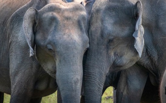 Elephants