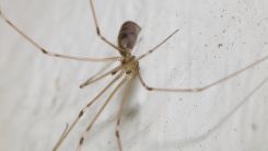 Deadly Spiders: How Dangerous Are These Eight-Legged Insects to Humans?