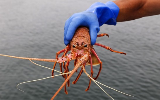 AUSTRALIA-CHINA-TRADE-SEAFOOD