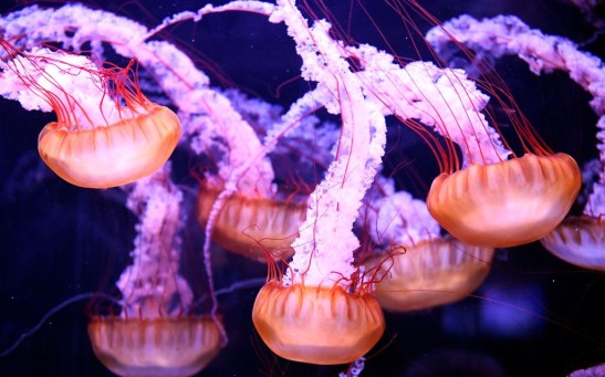 Comb jellies and neuron evolution