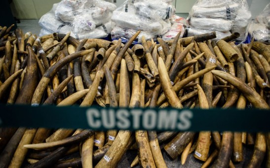 HONG KONG-ENVIRONMENT-IVORY-SEIZURE
