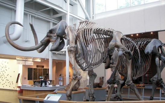 Woolly Mammoth
