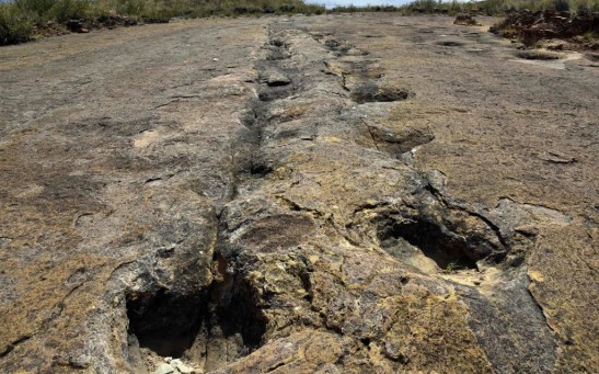 BOLIVIA-PALEONTOLOGY-TORO TORO