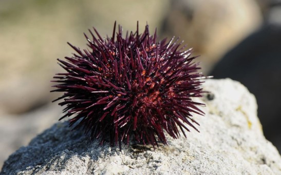 Sea Urchin