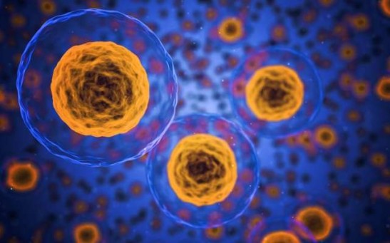 Immune cell is a vital in fighting a disease in one's health