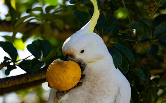 Fruit Thief - stock photo