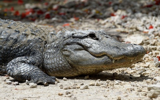 Florida Alligator