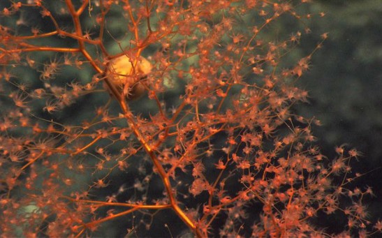 NATURE-ENVIRONMENT-SEA