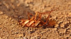 Will Cockroaches Survive a Nuclear War? Previously Assumed Extinct Species Found Again, Proving Their Longevity and Survivability