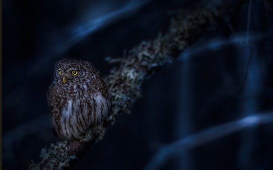 New Tiny Yellow-eyed Owl Species Found on African Island Has a Haunting Screech at Night
