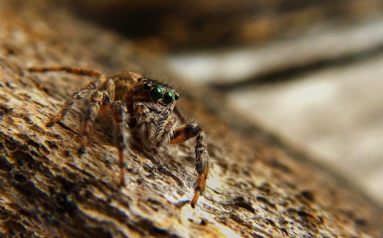 Does Spider Venom Have Regenerative Powers? Reddit User Claims to Gain Feeling in His Numb Foot After Getting Bitten by the Insect
