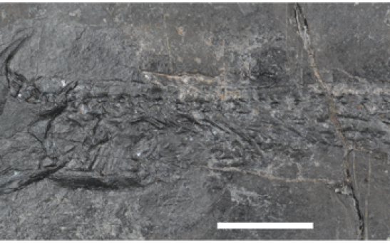 A tetrapod called Keraterpeton galvani from the Jarrow Assemblage.