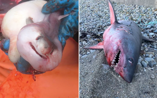 Pictures of the porbeagle shark washed up on a beach in Marshfield, Massachusetts last week. After a necropsy it was discovered that the shark was pregnant.