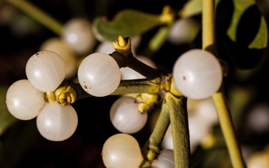 Mistletoe May Have Healing Properties Despite Being a Parasitic Plant as Proven by Ancient Human Civilizations