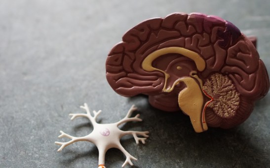 First-Ever Mature Lab-Grown Neurons From Stem Cells Exceeds Previous Possibilities