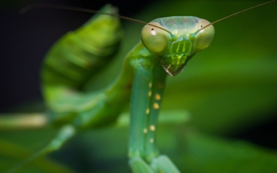 Praying Mantis