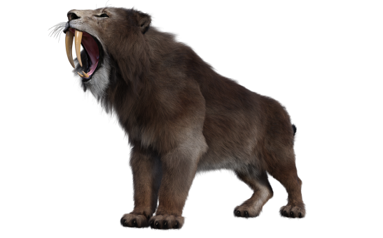 3D Scan Techniques Shed Light on How Smilodon Saber Teeth Effectively Despite Its Large Size