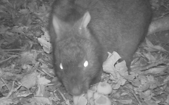 The Amami rabbit consumed both dry fruits and vegetative tissue from B. yuwanensis. It serves as a dominant seed disperser for B. yuwanensis, incentivized not by the fruit but the vegetative tissue.