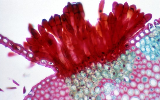 Pathogenic Fungus Adapting in Warmer Temperatures to Withstand Climate Change